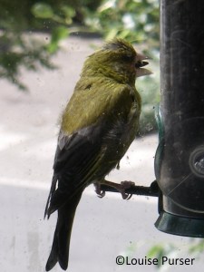 Greenfinch